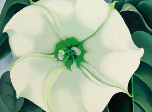 Jimson Weed by Georgia O'Keeffe