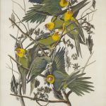 John James Audubon Las aves de América, lámina nº 26 1827