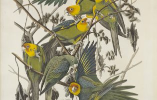 John James Audubon The Birds of America, Plate #26 1827