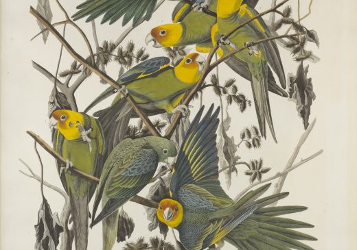 John James Audubon Las aves de América, lámina nº 26 1827