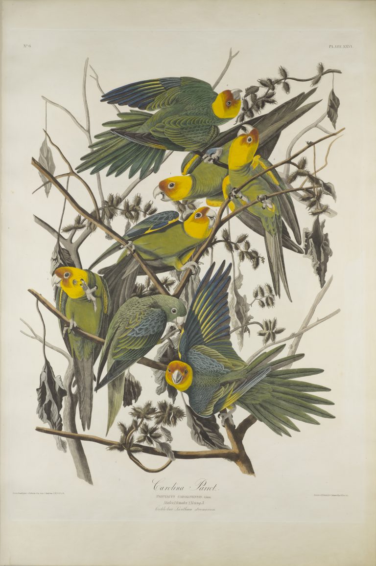 John James Audubon The Birds of America, Plate #26 1827