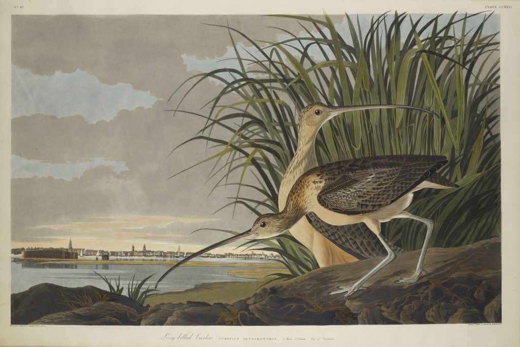 John James Audubon Las aves de América, lámina 231: Zarapito de pico largo 1827