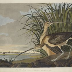 John James Audubon The Birds of America, Plate #231: Long Billed Curlew 1827