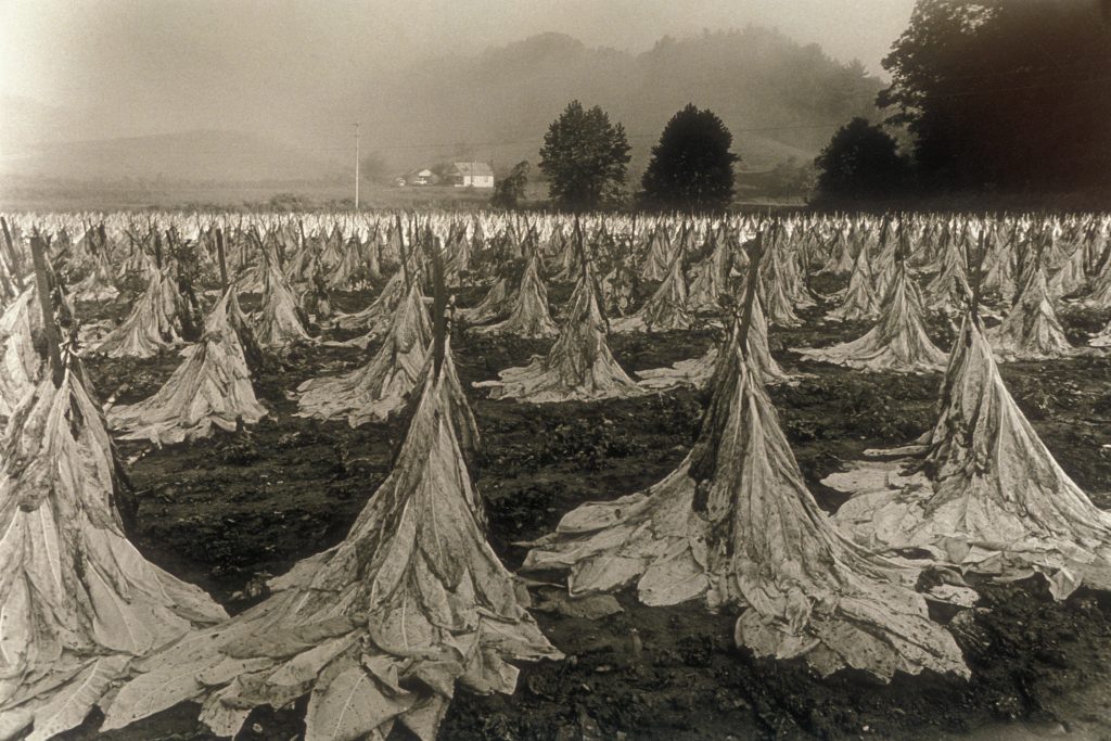 A field of cut burley tobacco