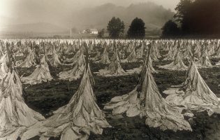 Rob Amberg Un campo de tabaco burley cortado 1993 Fotografía