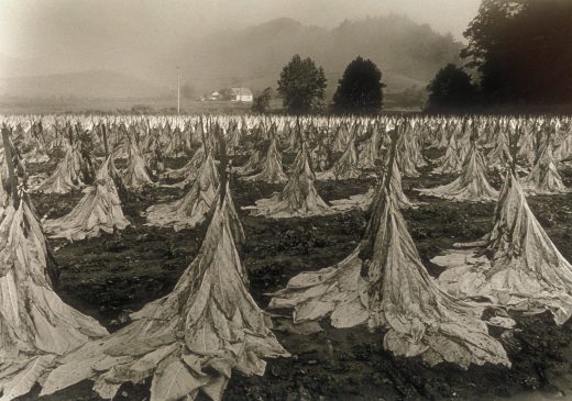 Rob Amberg A field of cut burley tobacco 1993 Photography