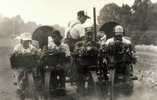 Ron Amberg Jim Smyre and family planting tobacco, Iredell County, NC 1987