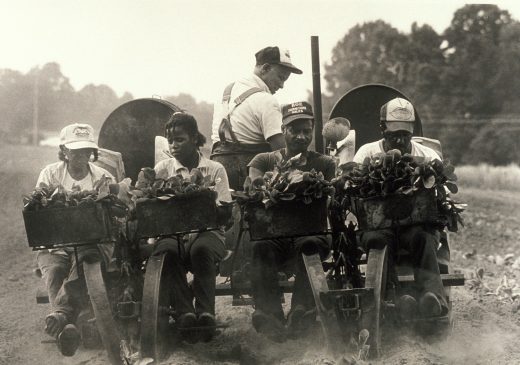 Ron Amberg Jim Smyre y su familia plantando tabaco, Condado de Iredell, NC 1987
