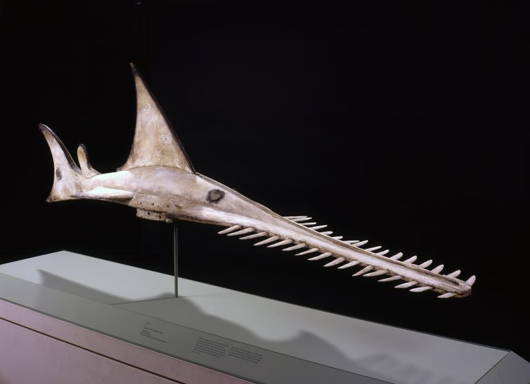 A wooden headdress in the shape of a sawfish.