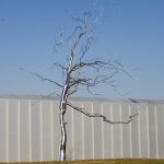 A silver tree-like sculpture on a grassy hill. The sculpture has a thick trunk and thin, barren branches. There is a white building and a blue sky in the background.