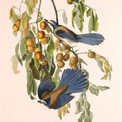 Audubon Birds of America