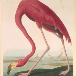 Aububon Flamingo