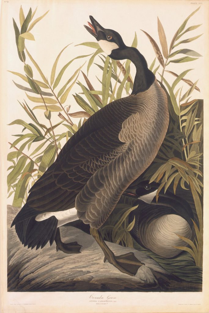 Audubon's depiction of Canada Geese