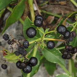 Madder plant with berries