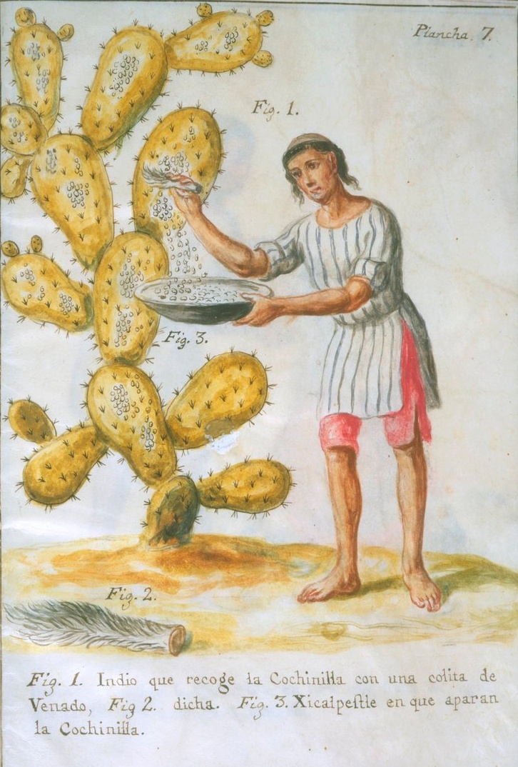 An Indian gathers cochineal with a deer tail. José Antonio de Alzate y Ramírez, 1777 Photo Credit: The Newberry Library An Indian gathers cochineal with a deer tail